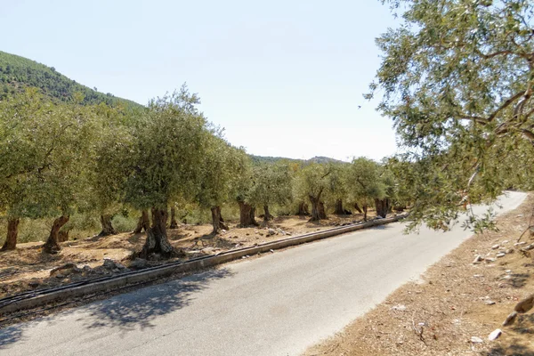 Olijfboomgaard met bomen — Stockfoto