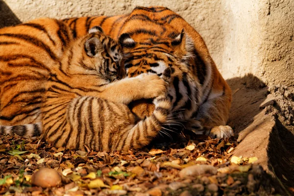 在动物园里的老虎妈妈 — 图库照片