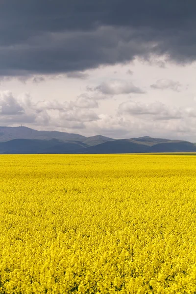 Field of rapeseed with sky — Stock Photo, Image