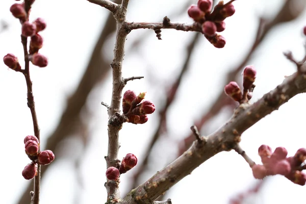 Claret boom burgeons — Stockfoto