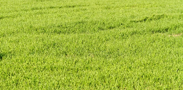 Красочное зеленое поле — стоковое фото