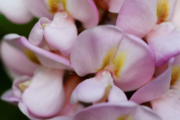 Flores de wistaria rosa — Fotografia de Stock
