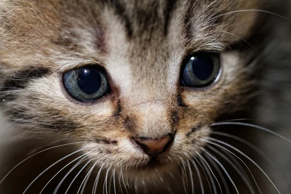 Büyük mavi gözlü yavru kedi — Stok fotoğraf