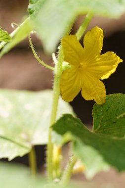Salatalık'ın sarı çiçek