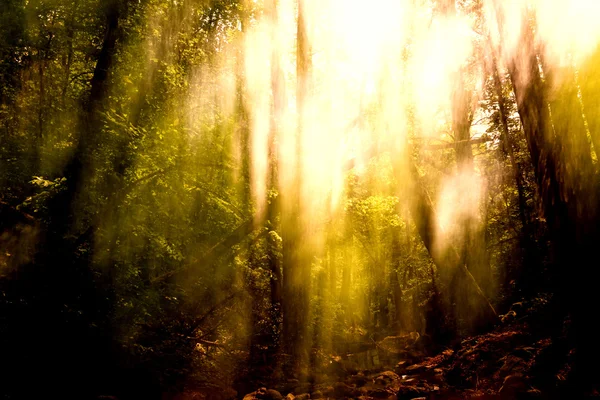 Wazig bomen achtergrond — Stockfoto