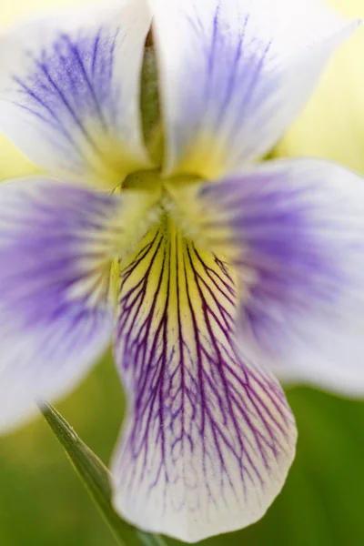 紫や黄色の花 — ストック写真