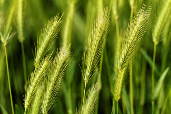 Schönes grünes Korn — Stockfoto