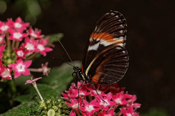 Vacker färgglad fjäril — Stockfoto
