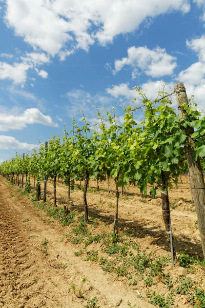 Красивый виноград Токи — стоковое фото