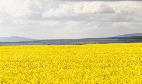 Field of rapeseed  and clouds — Stock Photo, Image