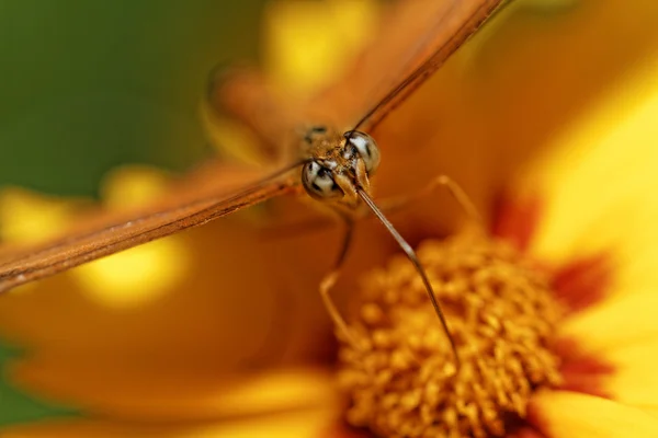 Mariposa naranja en flor — Foto de Stock