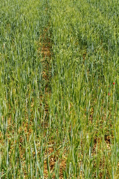 Beautiful green wheat — Stockfoto