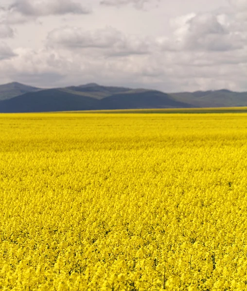 Field of rapeseed  and clouds — Stock Photo, Image