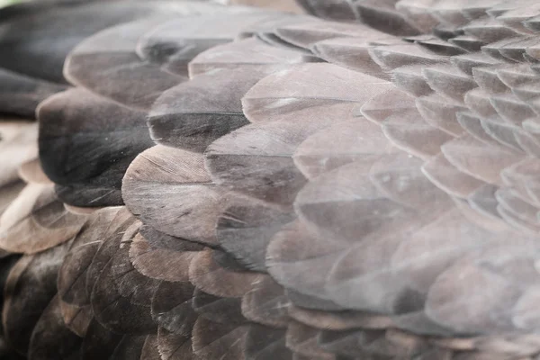 아름 다운 갈색 깃털 — 스톡 사진