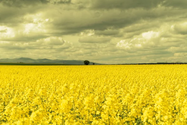 Campo de colza e nuvens — Fotografia de Stock