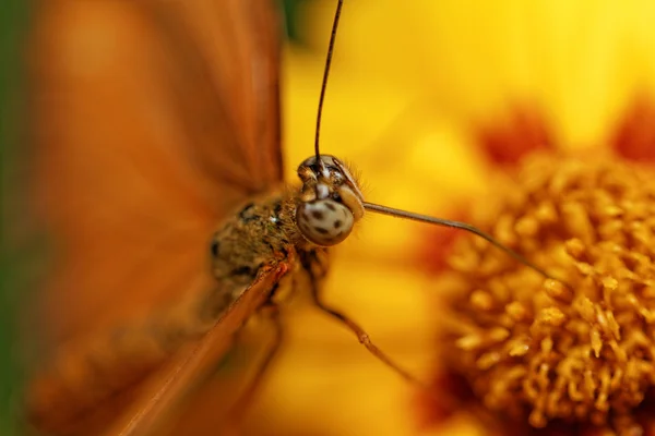 Mariposa naranja en flor — Foto de Stock