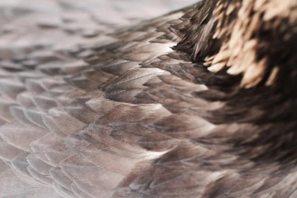 Beautiful brown feather — Stock Photo, Image