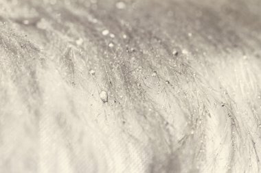 Su damlacıkları tüyleriyle