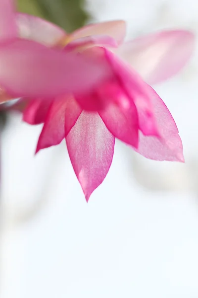 JULKAKTUS blomma — Stockfoto