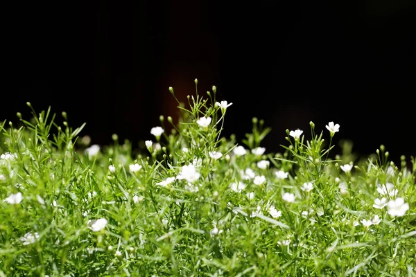 Voňavé Lobularia maritima — Stock fotografie