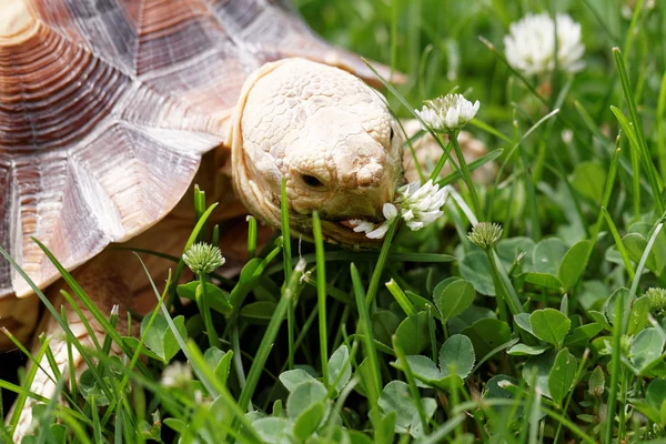 African Spurred Tortoise — Stock Photo, Image