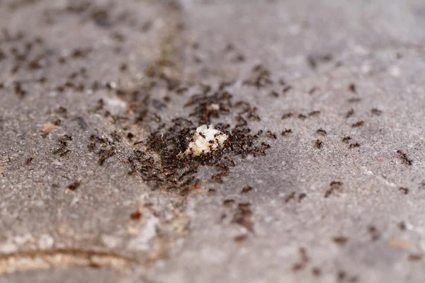 Багато мурах на хлібі — стокове фото