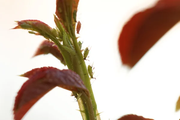 Groene bladluis in roos — Stockfoto