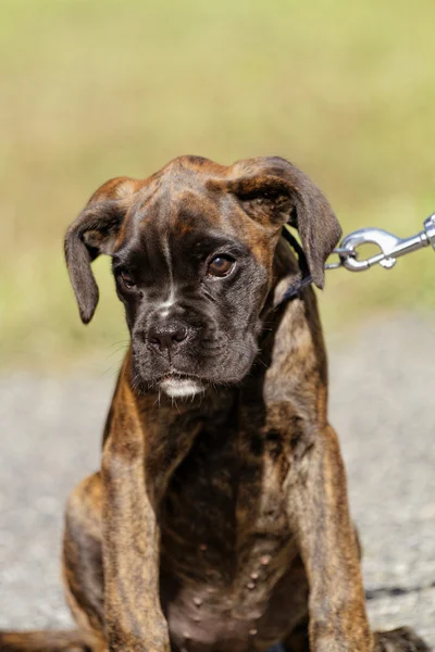 Kahverengi boxer köpek — Stok fotoğraf