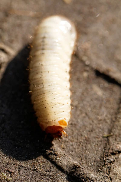 Larva de chafer blanco — Foto de Stock