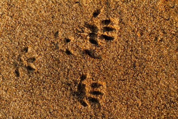 Animal feet print — Stock Photo, Image