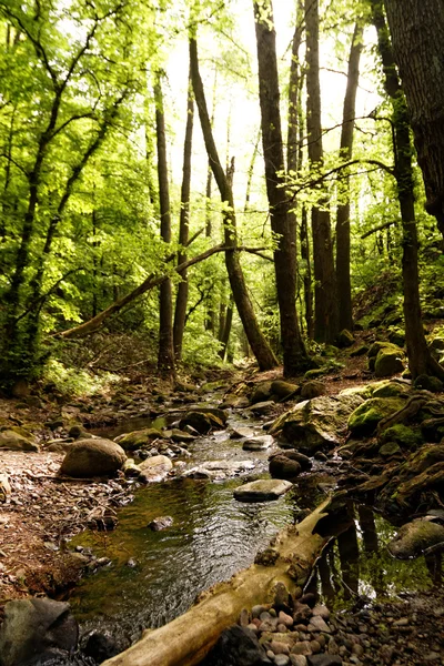 Beautiful brooks in forest Stock Image