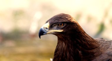 angry brown eagle clipart