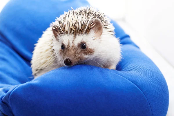 Hedgehog op blauwe Zitzak — Stockfoto