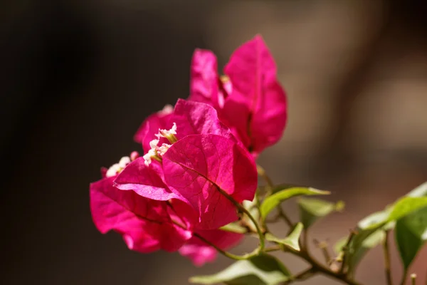 Güzel pembe Begonviller — Stok fotoğraf