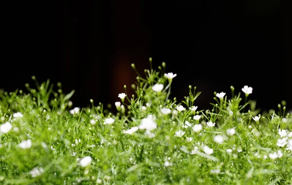 Lobularia maritima fragante — Foto de Stock