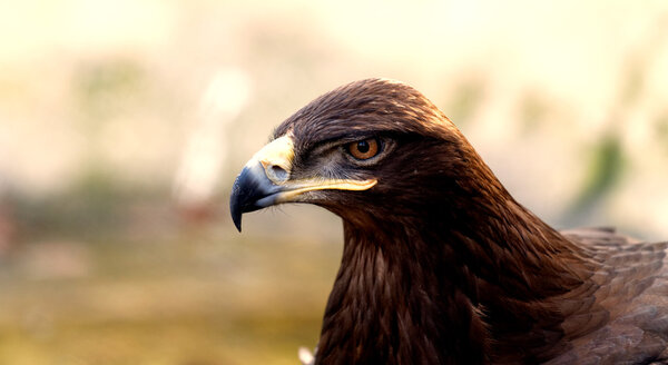Злой коричневый орел
