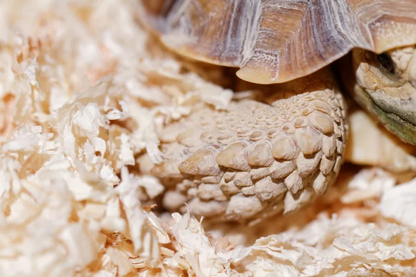 Tortuga arrastrándose en terrario — Foto de Stock