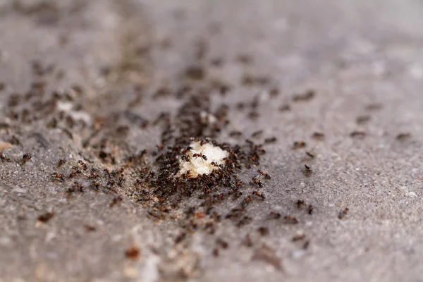 Много муравьев на хлебе — стоковое фото