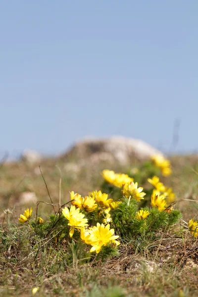 小さな黄色い花 — ストック写真