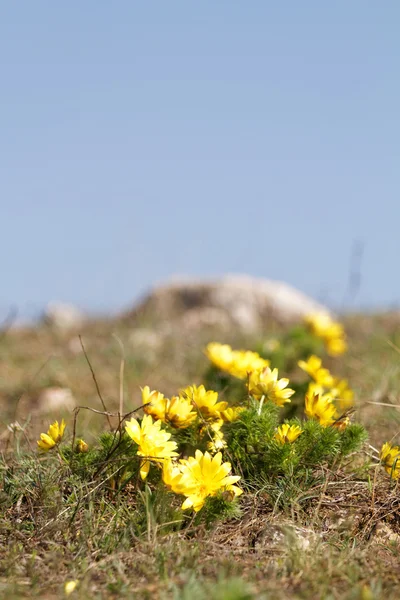 Kleine gele bloemen — Stockfoto