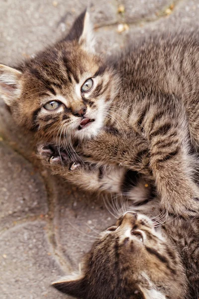 Lindos gatos pequeños — Foto de Stock