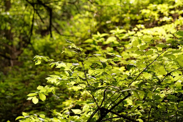 Gröna blad på träd — Stockfoto