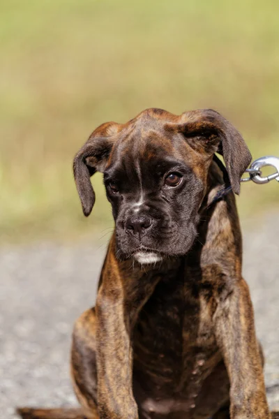 Brauner Boxerhund — Stockfoto