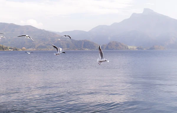 Mouettes volantes au-dessus du lac — Photo