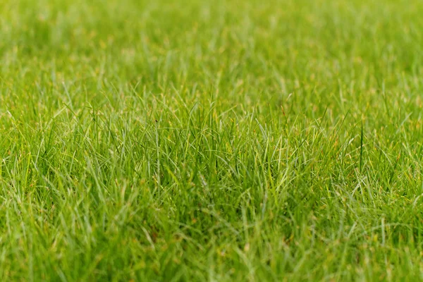 Grönt gräs i parken — Stockfoto