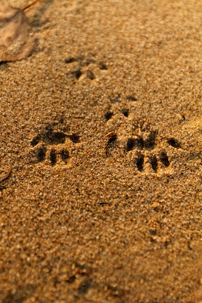 Animal feet print — Stock Photo, Image