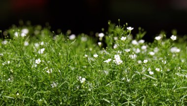 kokulu Lobularia maritima