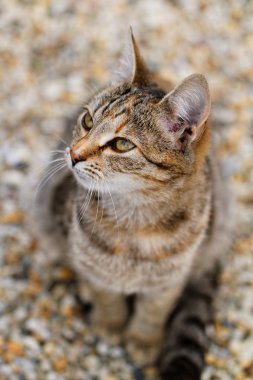 sevimli kedi kahverengi