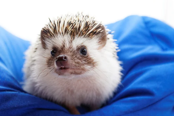 Hedgehog op blauwe Zitzak — Stockfoto