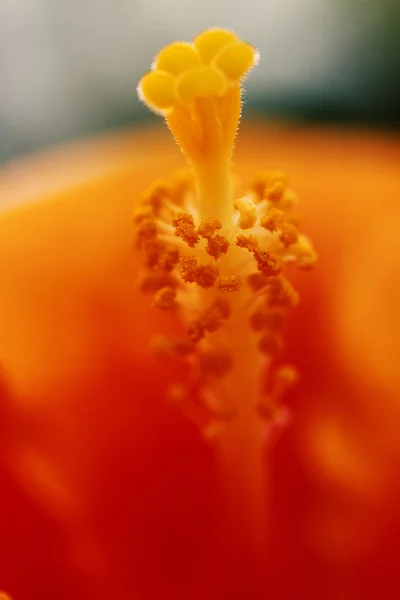 Oranje hibiscus stamper — Stockfoto